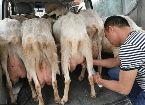 小羊变成人救人视频大全,小羊变人英勇救人瞬间大盘点